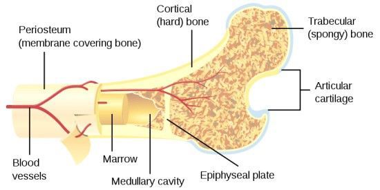 Bone infographic.