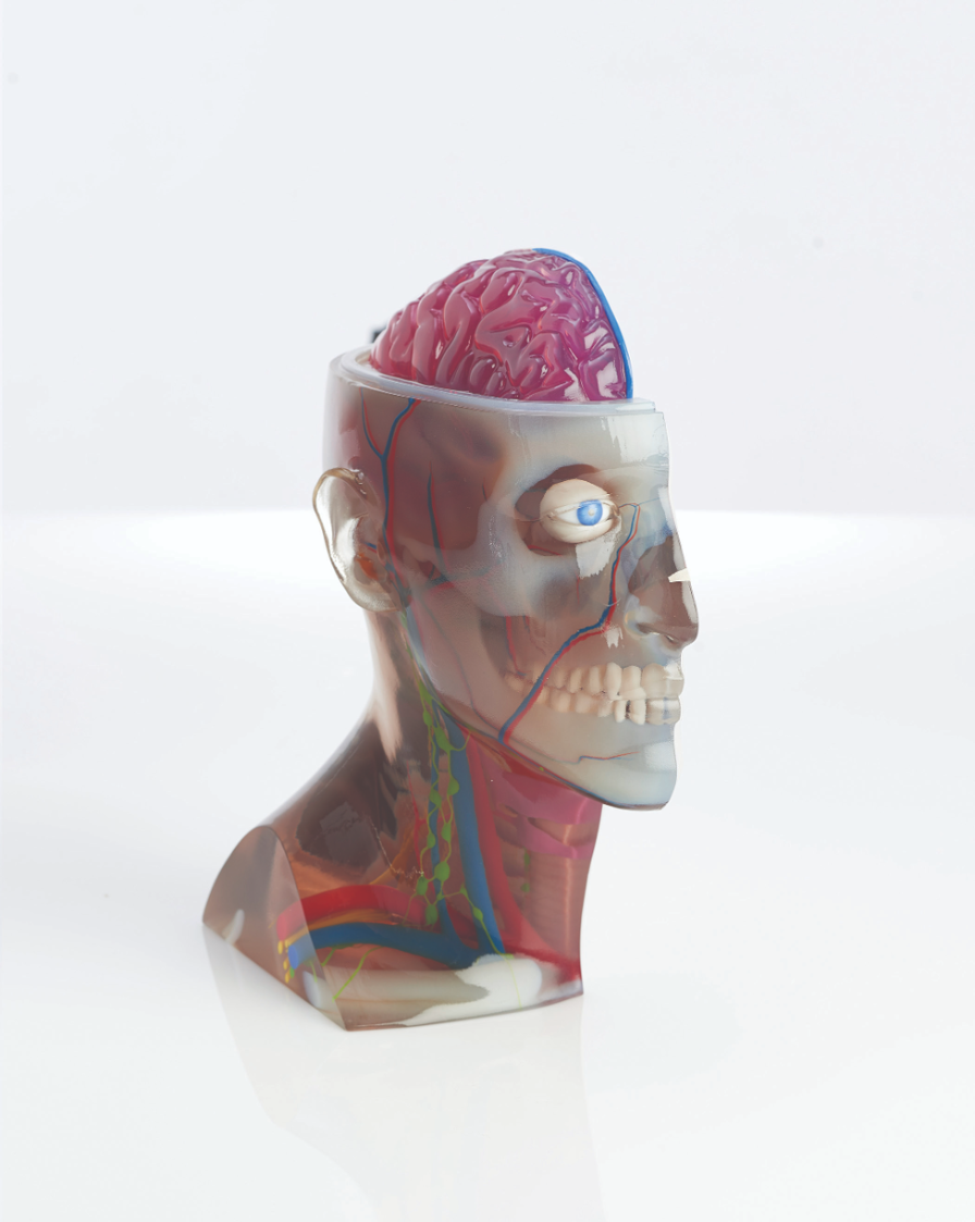 The head and brain model uses transparent materials to
reveal internal tissues. The head and brain model uses transparent materials to
reveal internal tissues.