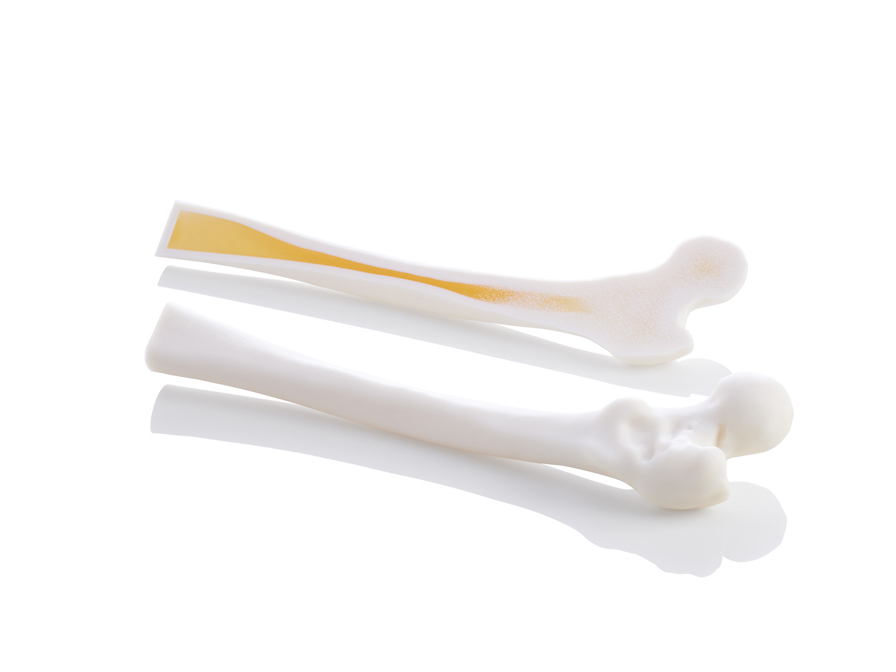 Pair of 3D printed femurs.