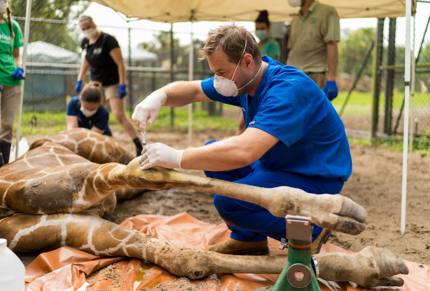 dr biedrzycki giraffe1