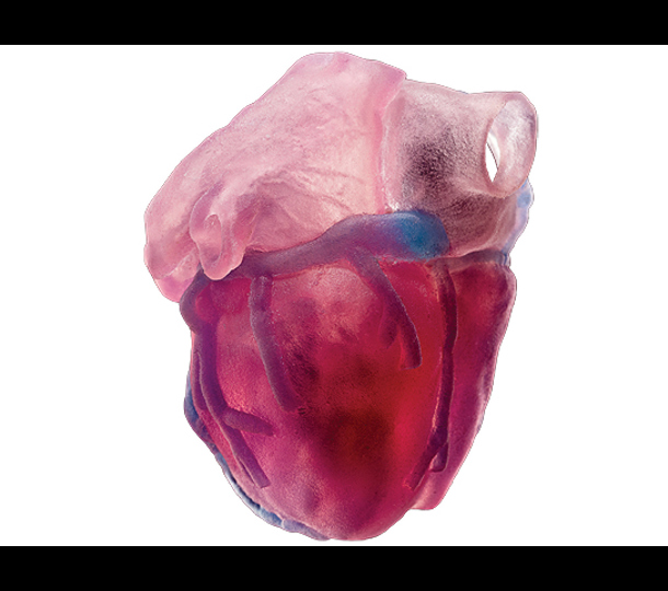heart
