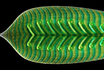 4D liquid printed living structure.