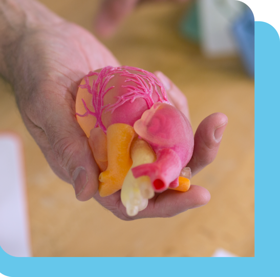 3D printed heart model