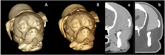 Dog head 3D printed with Stratasys Digtial Anatomy Printer
