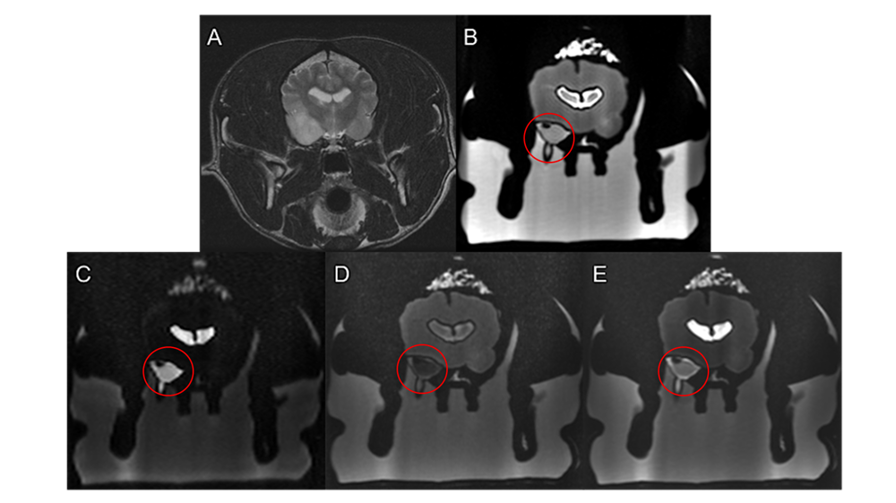 CT scans of a dog's brain showing a tumor