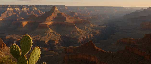 Sunset view of the Grand Canyon in Arizona with a prickly pear cactus in the foreground, showcasing the rugged desert landscape