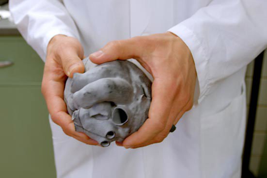 Anatomical Heart Model